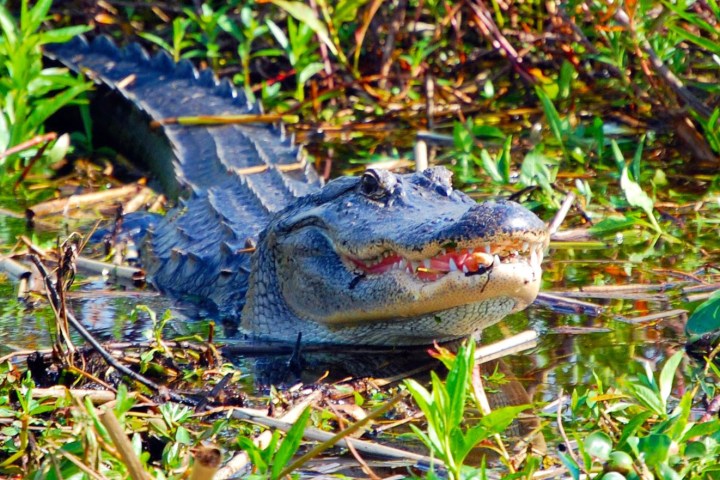 Alligator in the Everglades