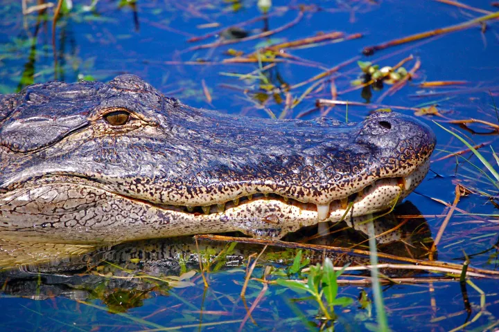 An alligator rests in the swamp