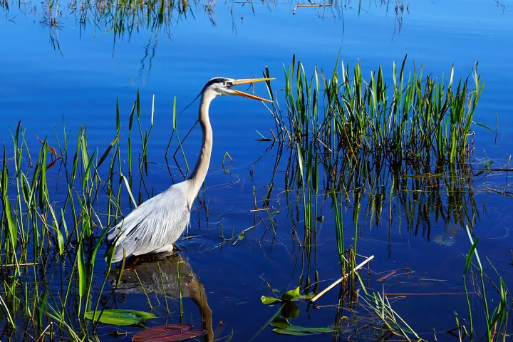 A blue heron walks in the Florida Everglades