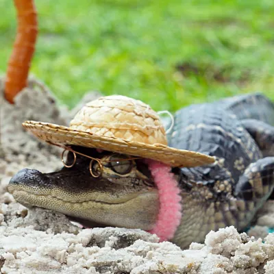 Our gators dressed up in tropical hats