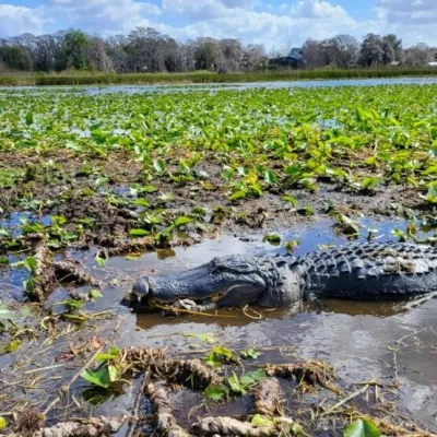 a flock of birds sitting on a rock