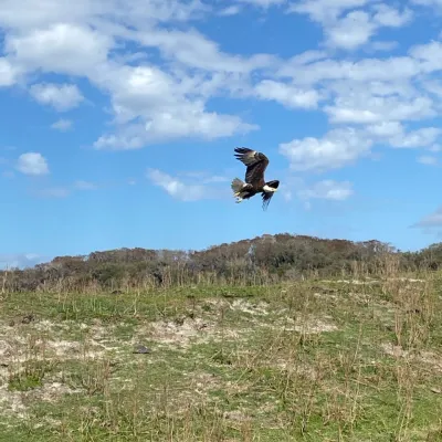 a bird standing on a grassy hill