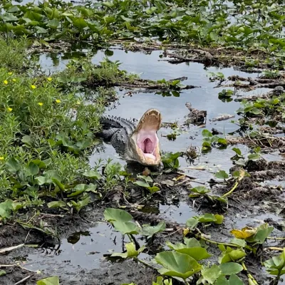 a body of water surrounded by green leaves