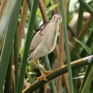 A bird perched in the reeds of the Florida Everglades