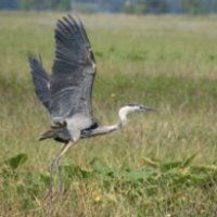 A great blue heron takes flight