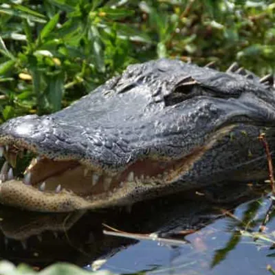 An alligator spotted in Lake Tohopekaliga