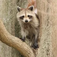 A raccoon perched in a tree