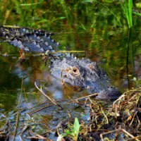 An alligator partially submerged
