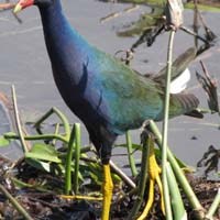 An American purple gallinule walks in the swamp