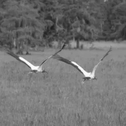 Two storks fly over the Everglades
