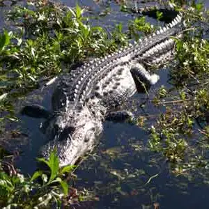 An alligator sun bathing in Lake Tohopekaliga