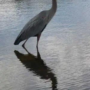 A blue heron walks in Lake Toho