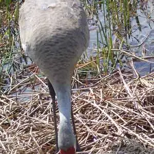 A sandhill crane tends her newborn chicks