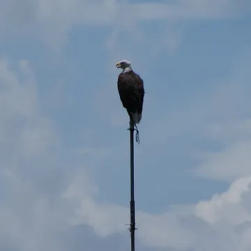 An osprey perched on a pole