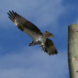 An osprey hunts in the Florida Everglades